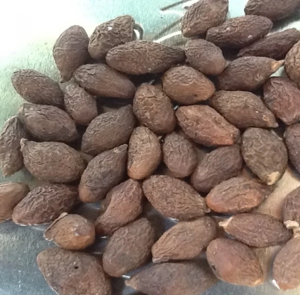 Sterculia lychnophora/орех мальвы Вьетнам/сушеный Мальва-Ms. Esther (WhatsApp: 84 963590549)