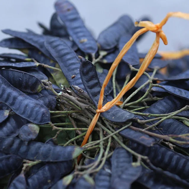 Вьетнамские сушеные gleditsiae/ Fructus Gleditschiae для волос (whatsapp 084 916800732) с высокой степенью освещенности и низкой ценой