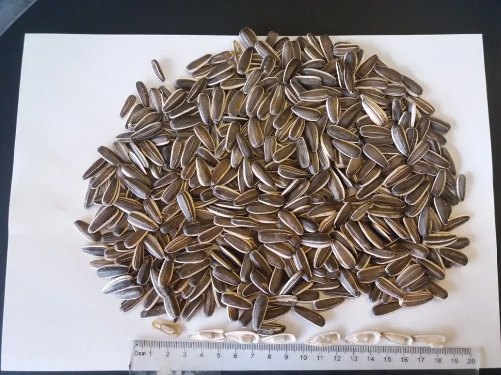 Confactionary Sunflower seeds Dakota type