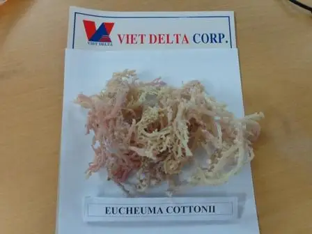 
VIETNAM COTTONII SEAWEED/COTTONII FOR CARRAGREENAN/WHATSAPP +84 845639639 
