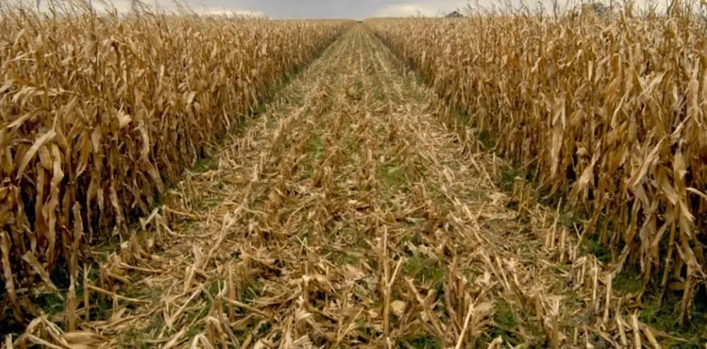 Argentine High Quality Yellow Corn for Animal Feed