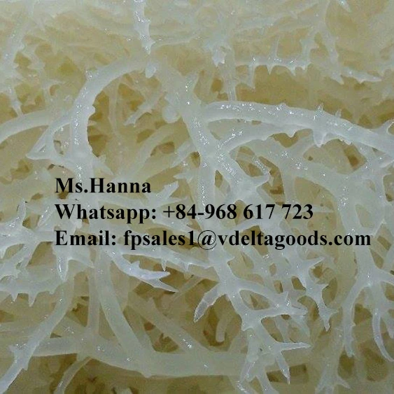 
Healthy eucheuma cottonii 2020 / Whatsapp +84 845639639 