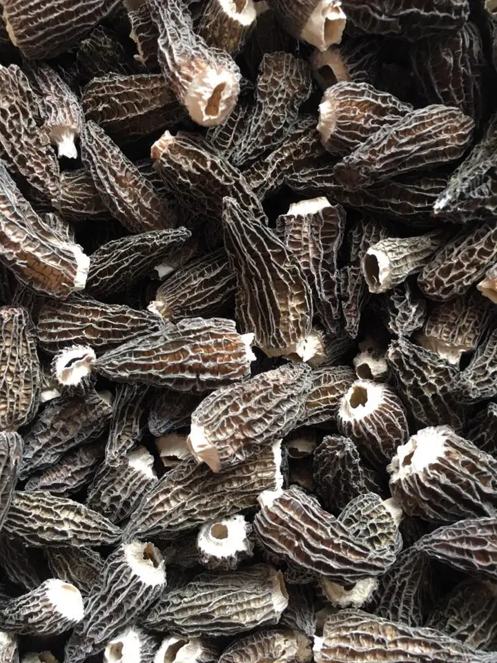 
Best quality dry honeycomb pattern dried morel for wholesale 