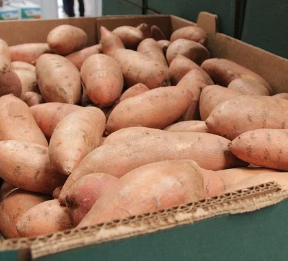 BEST QUALITY FRESH SWEET POTATO/FROZEN SWEET POTATO