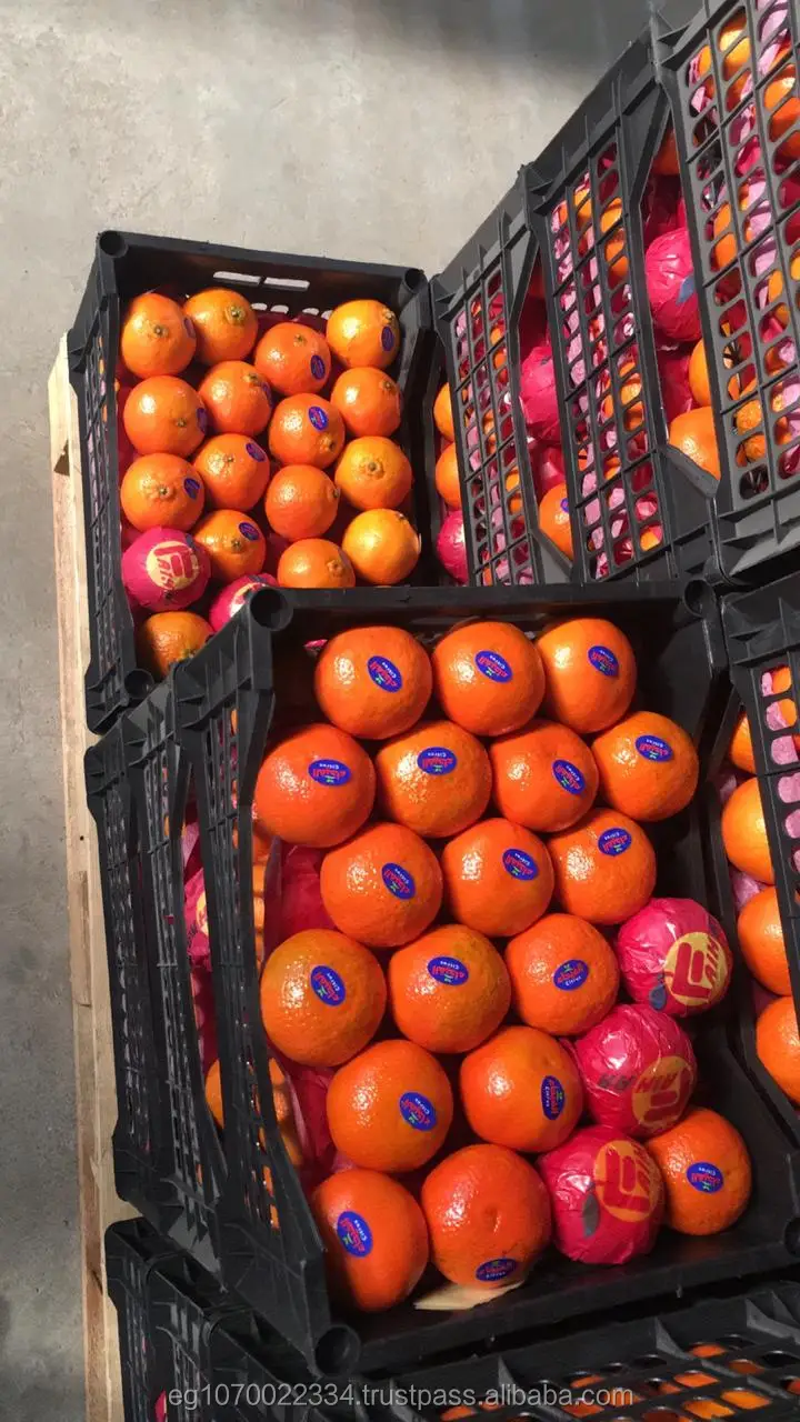 mandarin orange fruit for Oman  market  speed shipping
