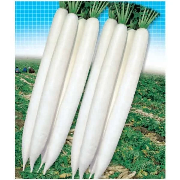 
Hybrid Radish Mino Early Long White Seeds 