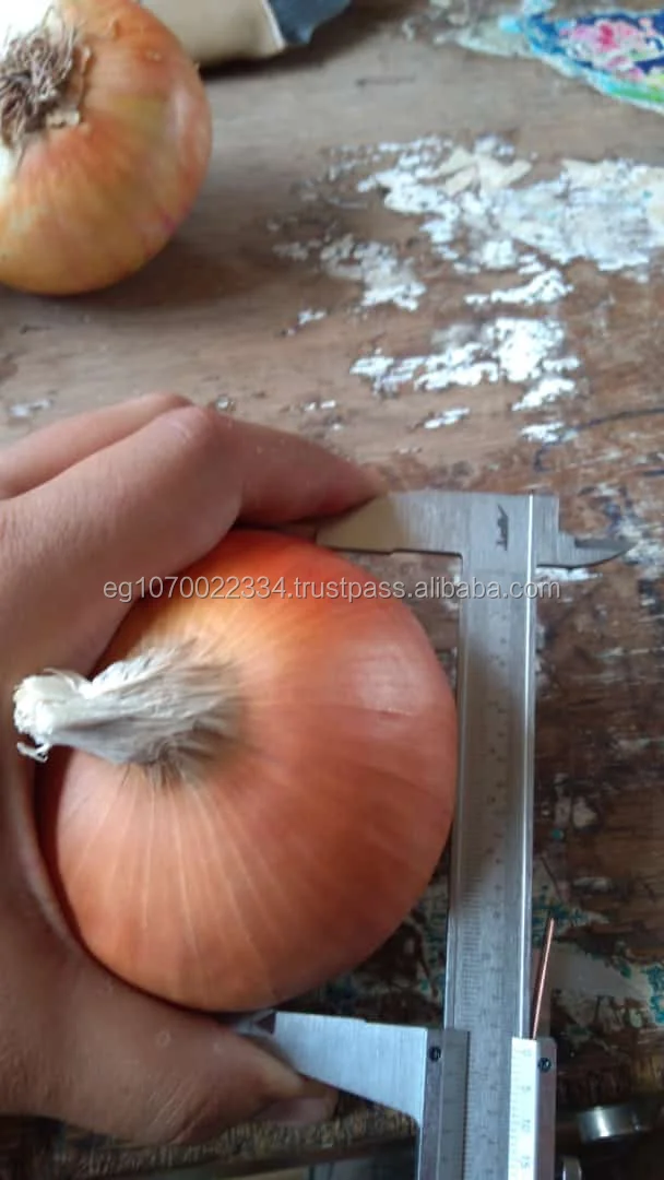 fresh red ONION , yellow onion , Egypt onion to Turkey