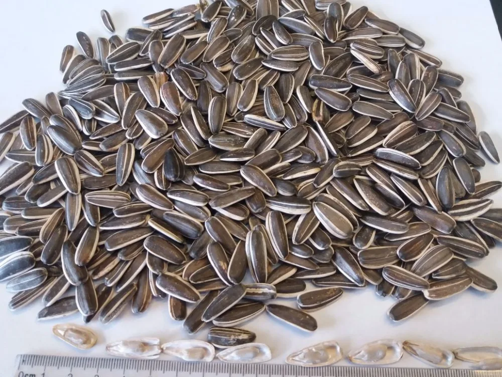 Confactionary Sunflower seeds Dakota type