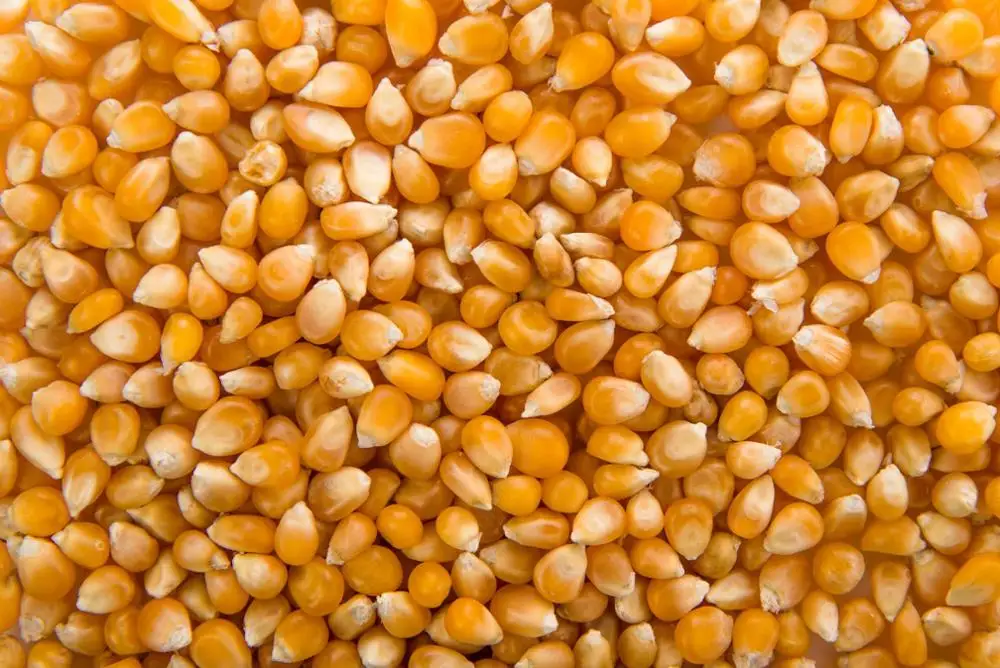 Argentine High Quality Yellow Corn for Animal Feed
