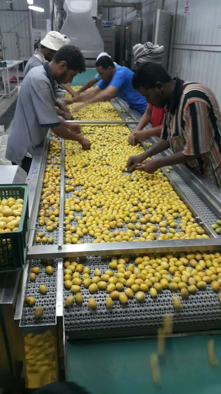 
yet only four varieties were found to have significant health benefits: yellow Barhi, Deri, Medjool and Halawi. 