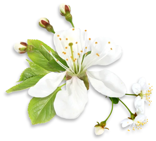 Neroli (Orange Blossom) Natural and Pure  Hydrosol Floral Water at reasonable price