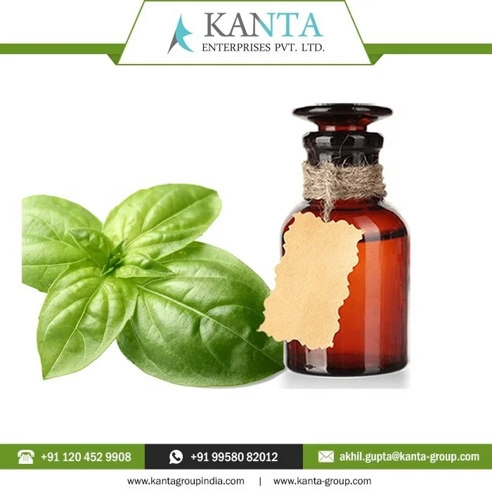 100% Pure And Natural Basil Oil / Basil Essential Oil help improve blood flow at Lower Price From India