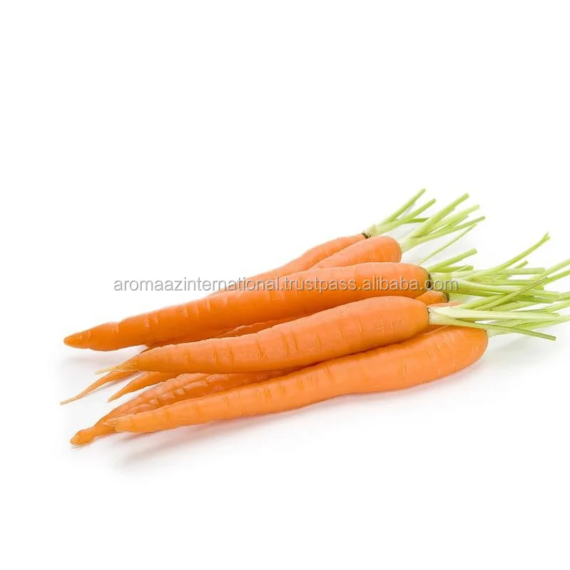 Essential Oil Pure Therapeutic Grade Carrot Seed Essential Oil Bulk Supply