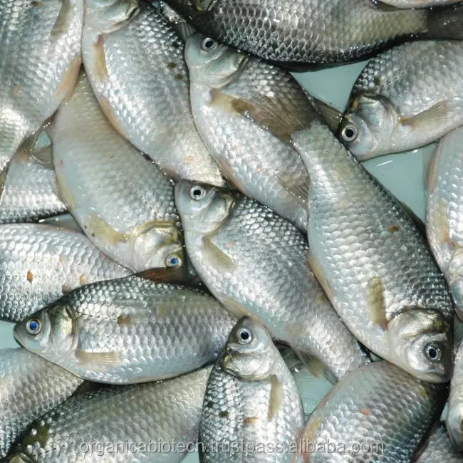 Veterinary Probiotics for Fish Growth Booster