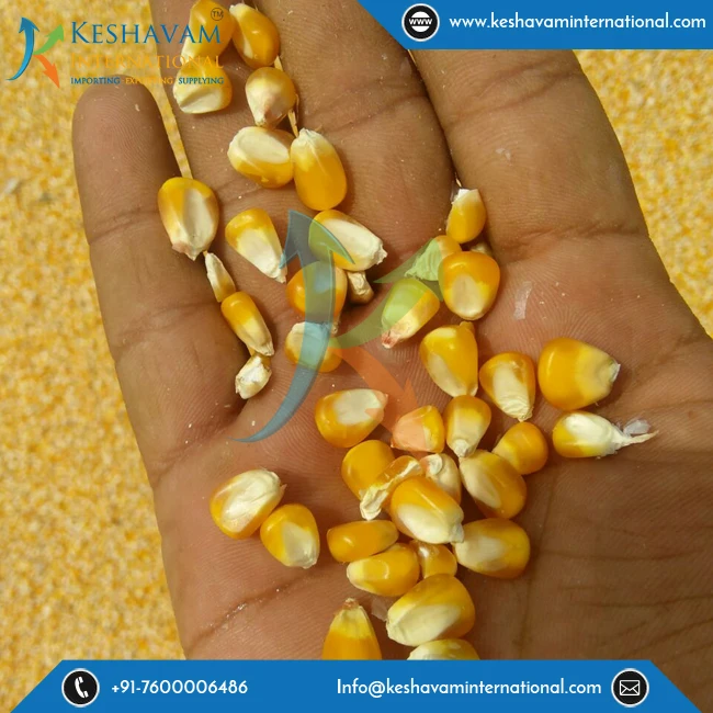 
Widely Exported From India Yellow Corn Maize Bulk Product 