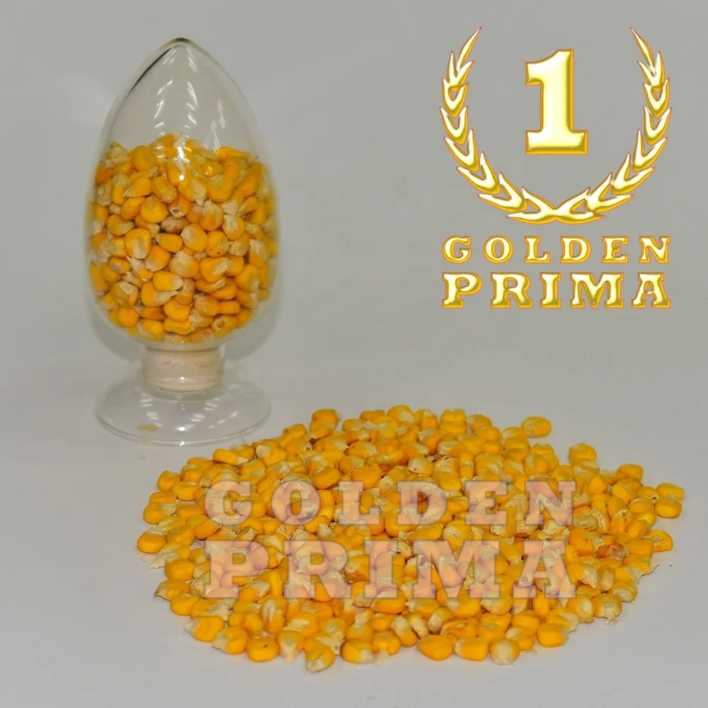 
Yellow Corn Grain 