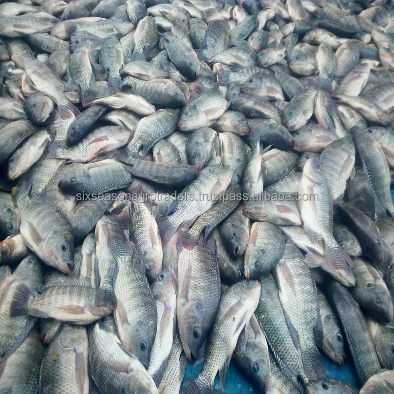 
Frozen Tilapia Fish 