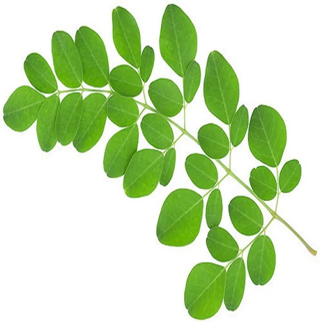 100% Pure Natural Indian Medicinal Herbs Moringa Powder Leaf
