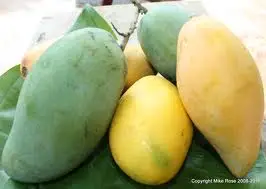  Свежие манго сладкие вкусные