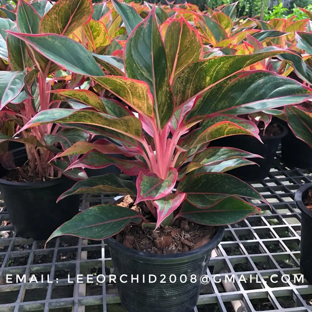 
Wholesale Aglaonema Pot Plants in Thailand @ Best Price Try us!! 