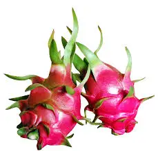 Red dragon fruit/ White dragon fruit vietnam