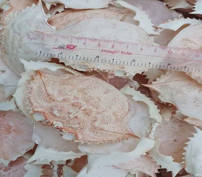 CRAB SHELL WHOLE