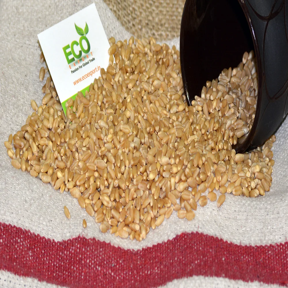 Зерно пшеницы для корма животных и людей