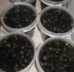 
Natural product with honey Far Eastern Trepang 