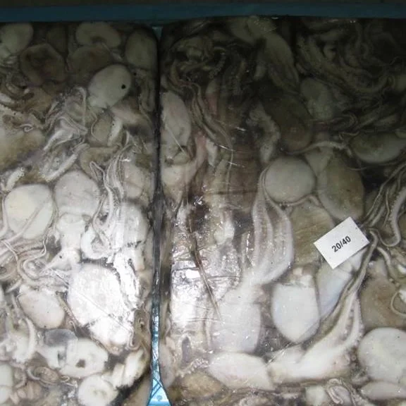 
Octopus whole - Ready Stock 