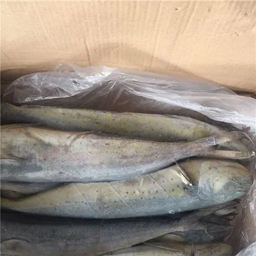 whole round sea frozen mahi mahi fish !!!