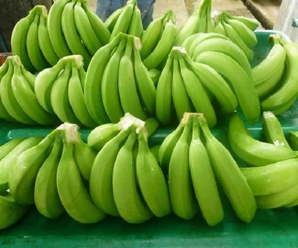 
Fresh Long Green Cavendish Banana Exporters In South Africa 