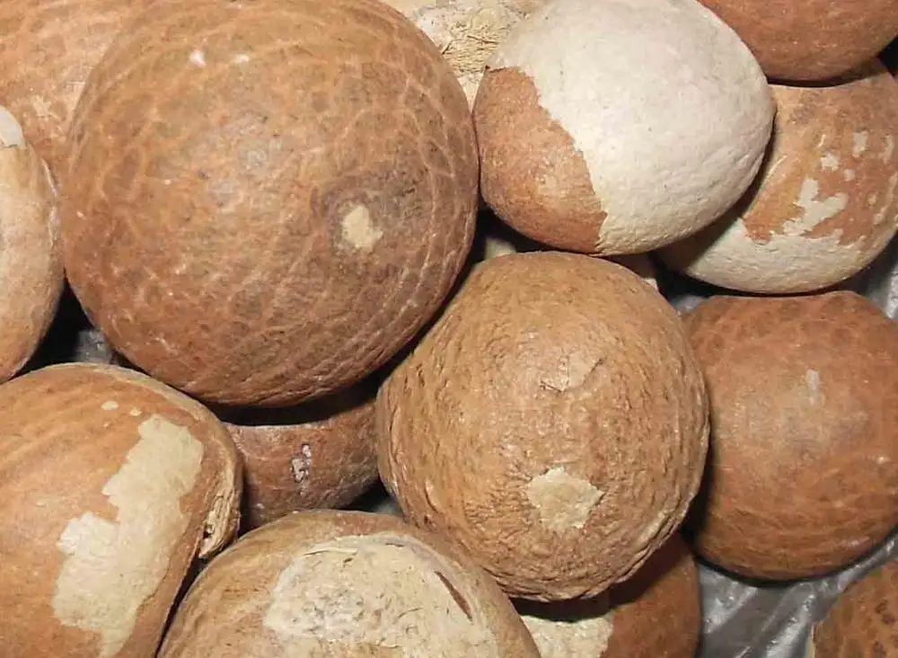 betel nut in myanmar