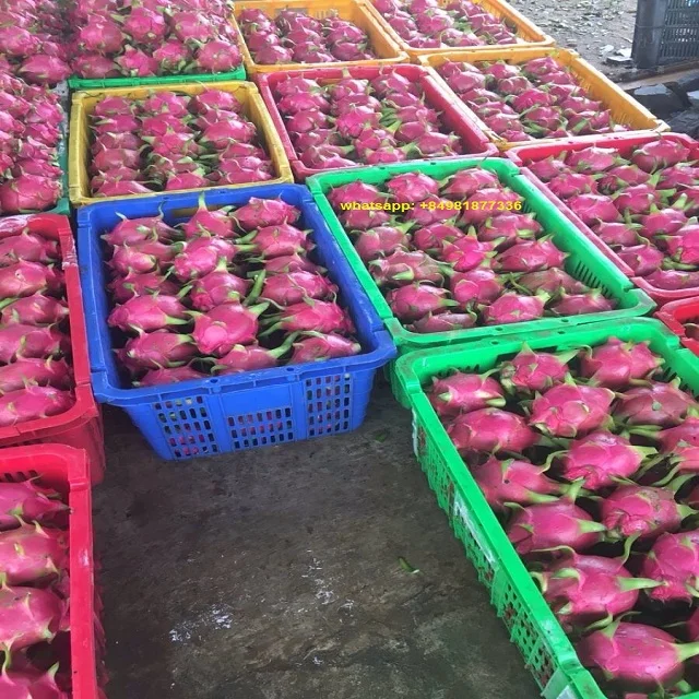 Фрукты дракона для экспорта/лучшее