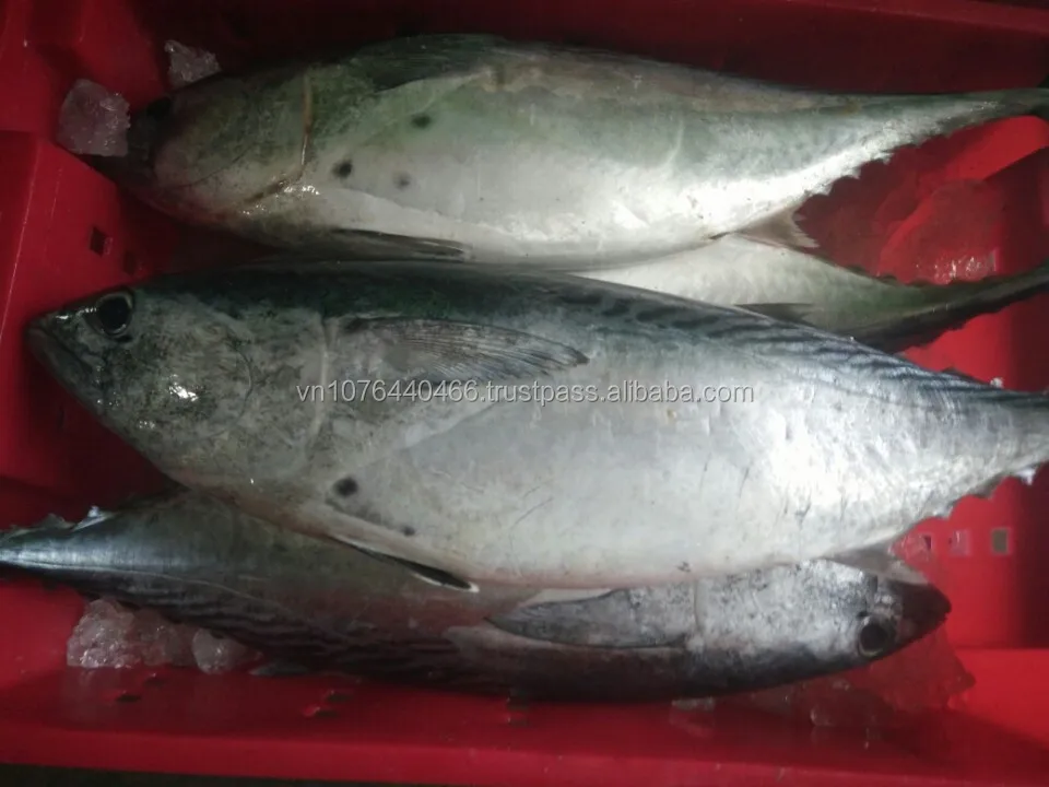 Замороженный тунец Бонито WR_Auxis thazard