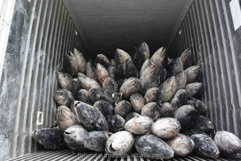 YELLOWFIN TUNA WHOLE ROUND (SEAFROZEN)