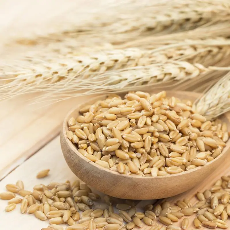 Indian First Quality Milling Wheat High Quality