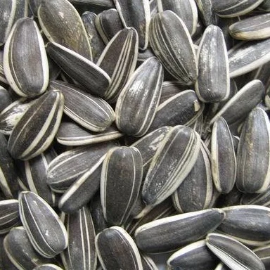 Sunflower Seeds / Sunflower Seed Hulled / Sunflower Kernel / Sunflower seeds for oil