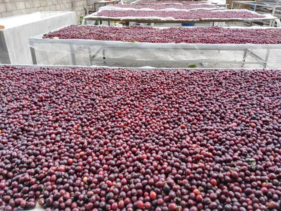 Кофе с зелеными зернами ROBUSTA, вьетнамская упаковка в джутовый пакет, большой пакет, оптом