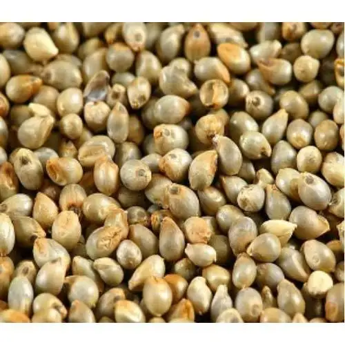 Good Quality Of Bajara Seeds For Zimbabwe