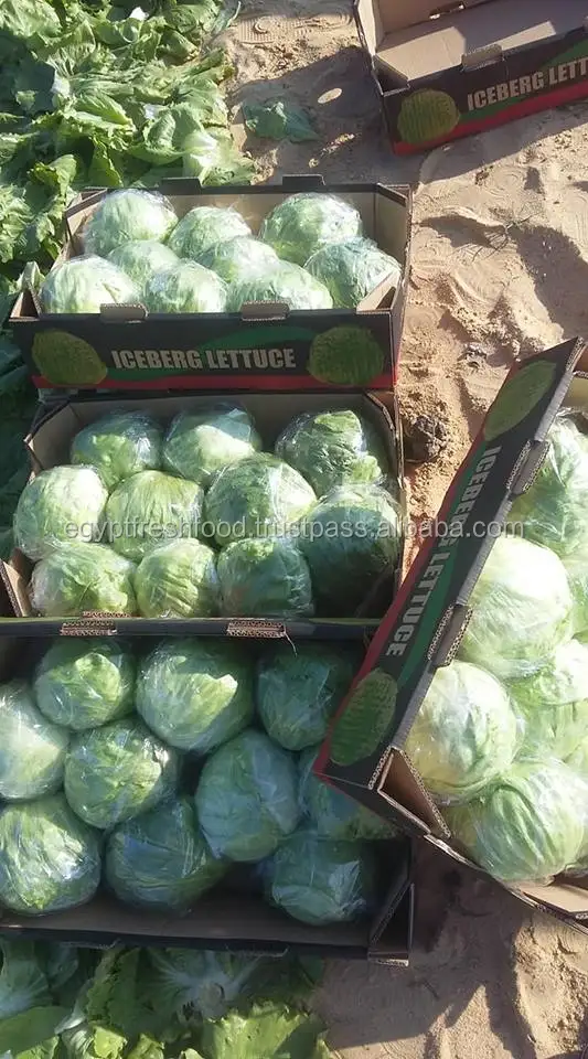 iceberg lettuce fresh crop from Egypt , Fresh/frozen Broccoli for sale and ready to export
