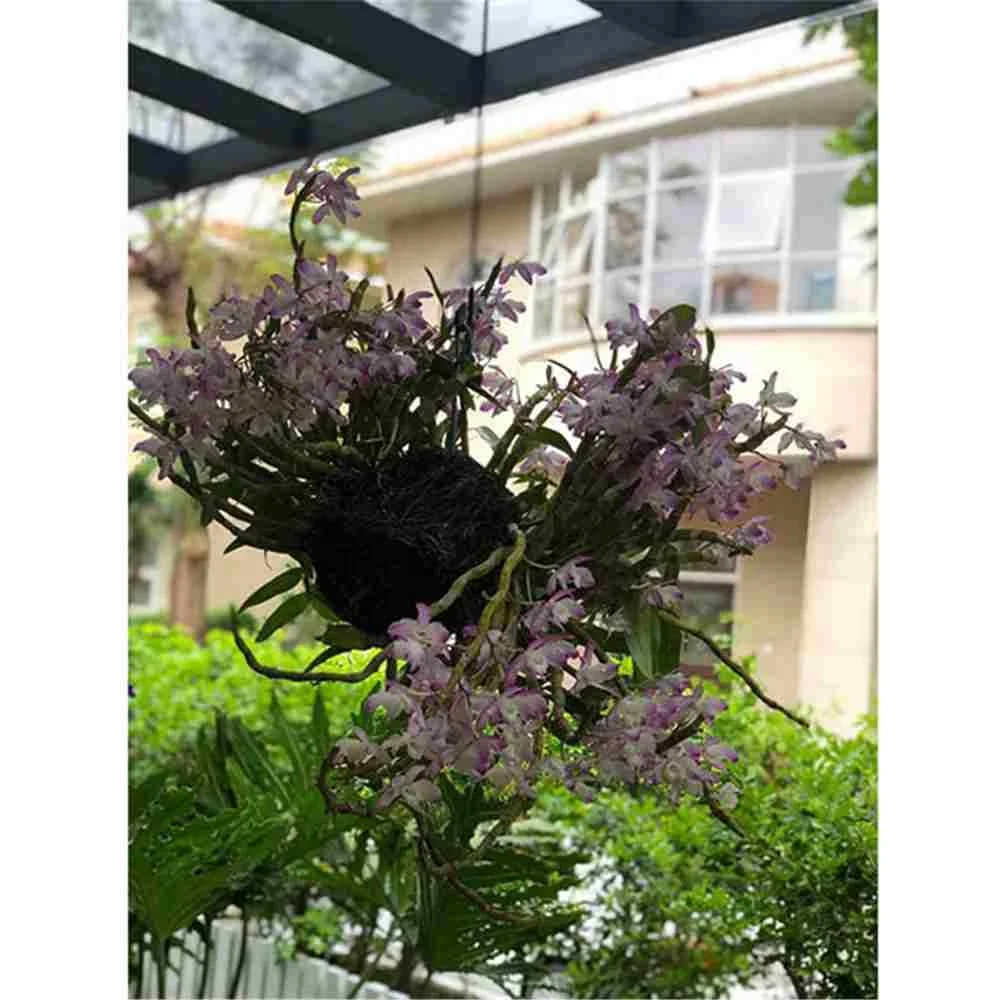 2019 Самый дешевый консервированный свежий цветок, свежий цветок лотоса, свежий цветок, импорт