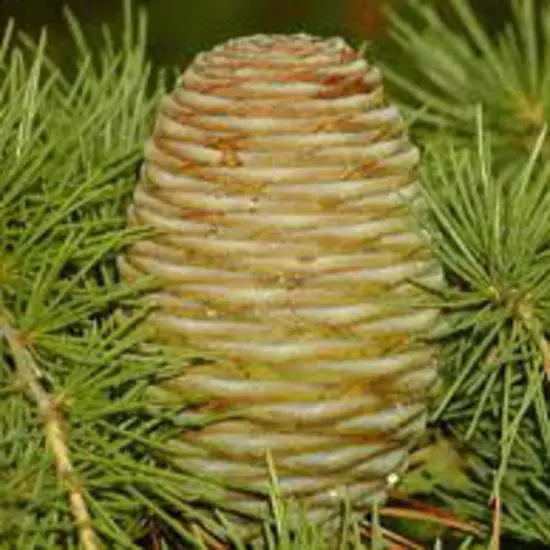 Wholesale Cedarwood Essential Oil For Aromatherapy 100% Pure Organic, Manufacturer Bulk Supplier Export From India Top Grade Oil