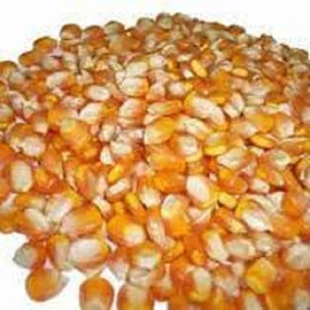 South African  Yellow Corn, Popcorn Exporters