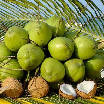 fresh coconut/ coconut water with best price from Ben Tre Viet Nam