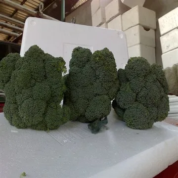 
broccoli for sale 