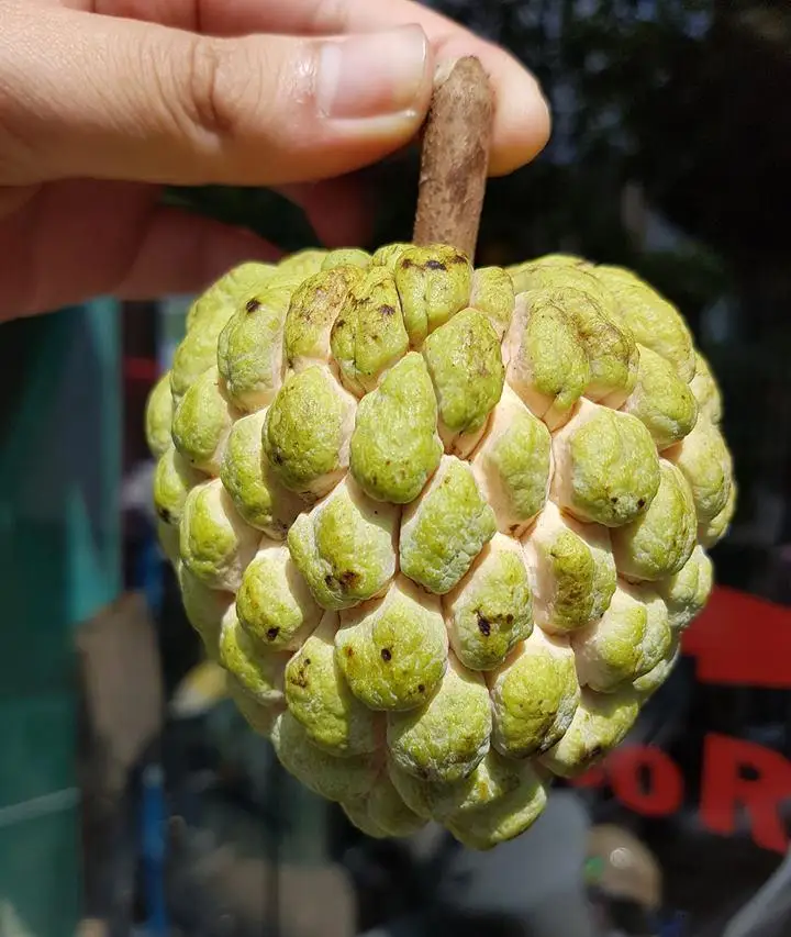 Свежие яблоки на заваре премиум-класса-тропические фрукты из Вьетнама // Mr Alexie (Whatsapp 84367585305)