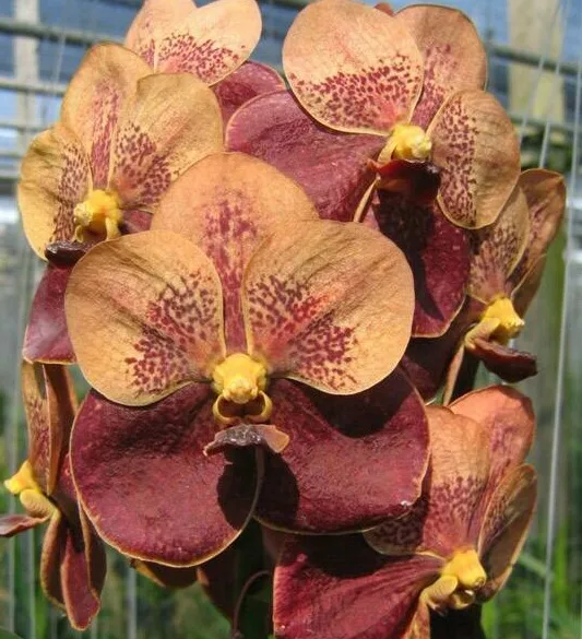 VANDA SEEDLING vanda jiraprapa butterfly