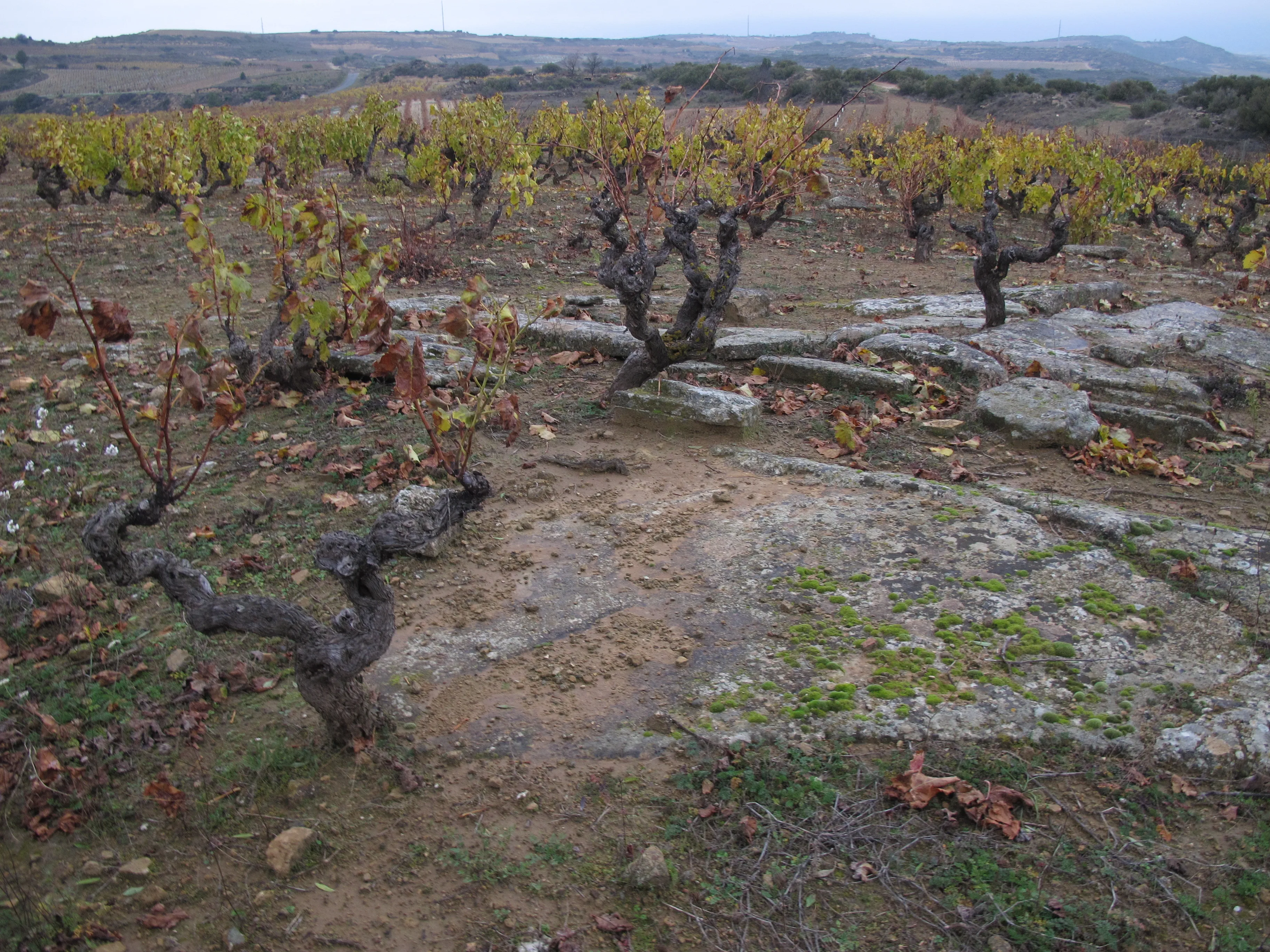 Spanish Doc Rioja Crianza hight quality wine Muro 14,5%