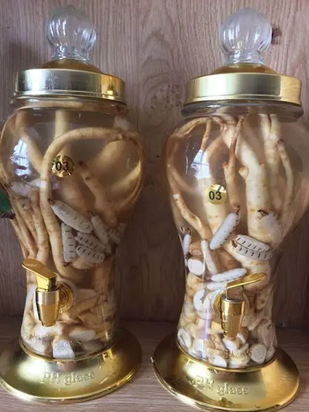 
Amazing price termite queen with wine whatsapp +84 845 639 639 