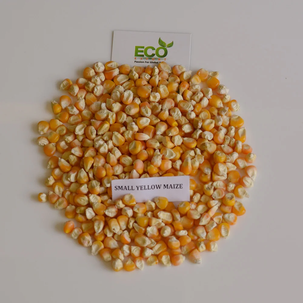 Top Quality Healthy Agriculture Best Quality Rich Protein Grain Rich Yellow Maize For Livestock Feed From Gujarat